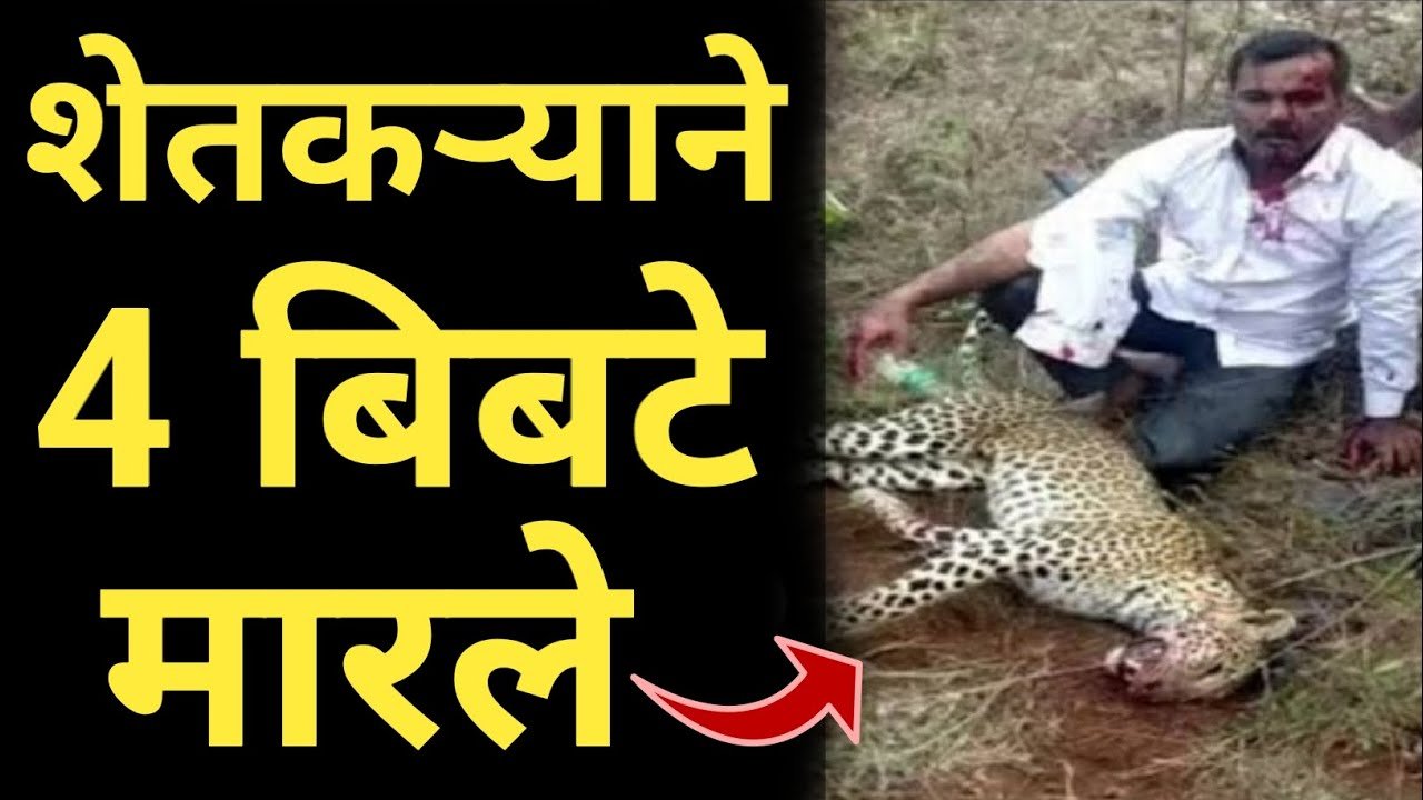 ​पुणे जिल्ह्यात शेतकऱ्याचे अचाट धैर्य: चार बिबट्यांच्या वेढ्यातून स्वतःची सुटका कशी केली? Today Havaman Andaj 2026